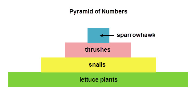 What Type Of Food Do Thrushes Eat What Type Of Food Do Thrushes Eat